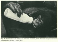Primatoloog Frans De Waal Bracht Apen En Mensen een Beetje Dichter Bij 